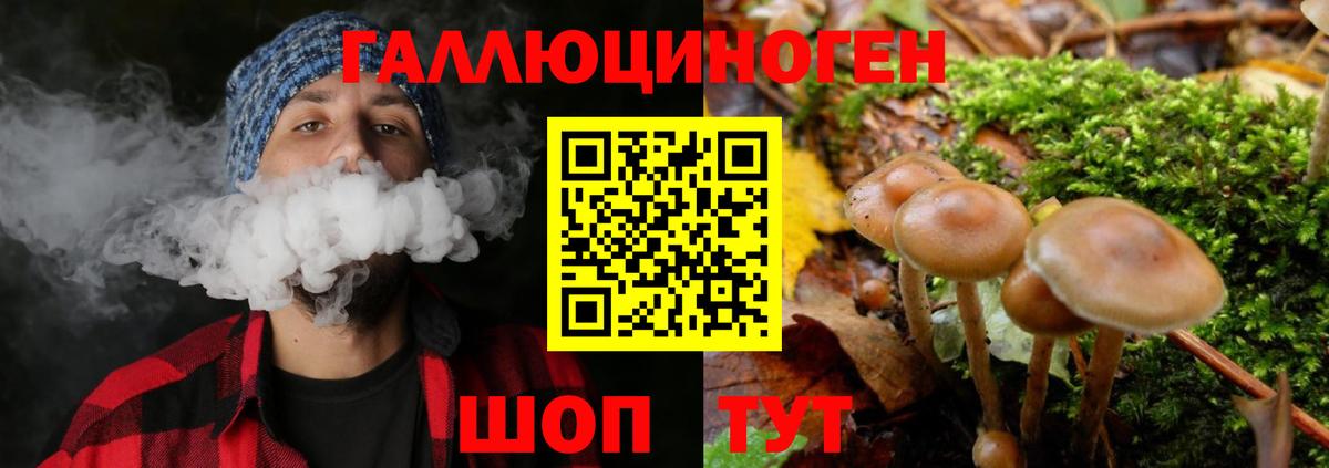Норильск  Галлюциногенные грибы Psilocybe  Вход с VPN 